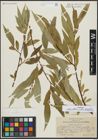Foto von Salix alba L. x Salix fragilis L.
